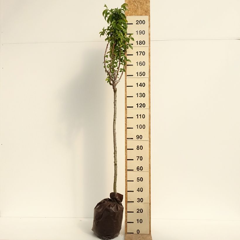 Exemplar von Pfirsich Andromède Zaidrome - Prunus persica Plug "Fertig-zum-Pflanzen", Halbstamm wie im Sommer geliefert