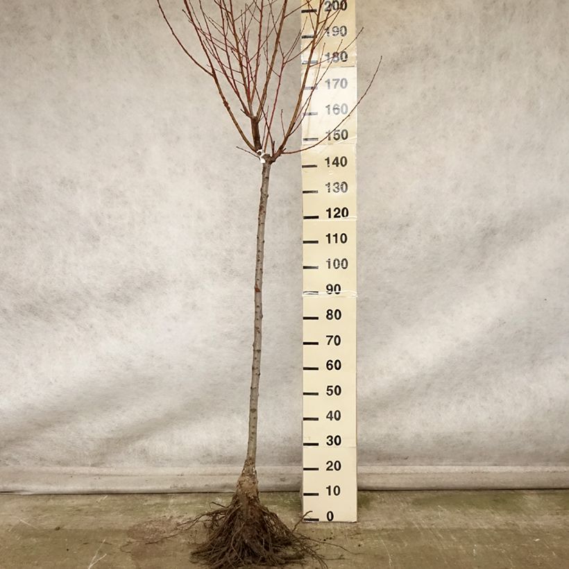 Exemplar von Pfirsich Andromède Zaidrome - Prunus persica Wurzelnackt, Halbstamm wie im Herbst geliefert