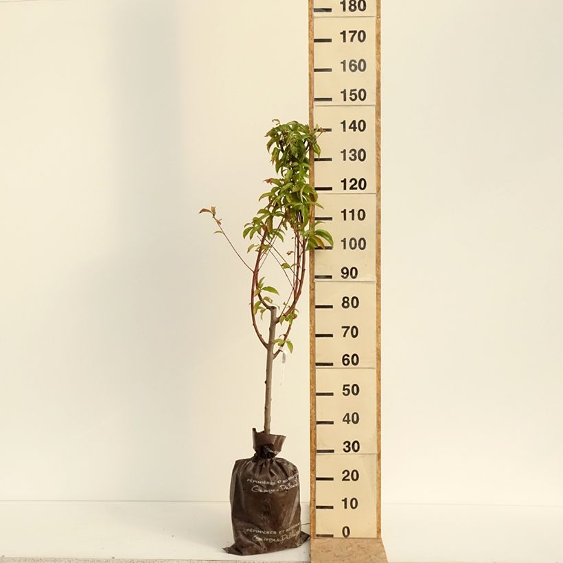 Exemplar von Pfirsich Andromède Zaidrome - Prunus persica Plug "Fertig-zum-Pflanzen", Gobelet-Form wie im Sommer geliefert