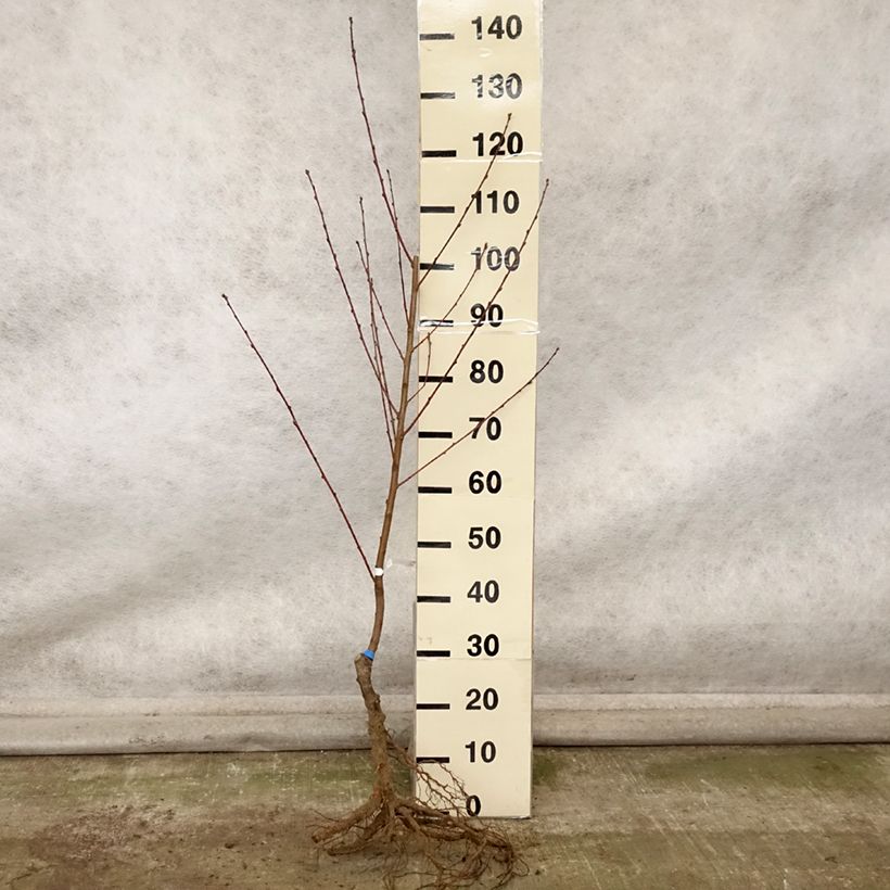 Exemplar von Pfirsich Andromède Zaidrome - Prunus persica Wurzelnackt, Gobelet-Form wie im Herbst geliefert
