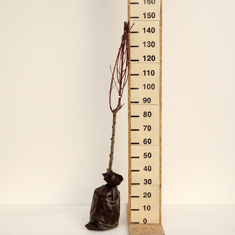 Exemplar von Pfirsich Vigne blanche - Prunus persica Plug "Fertig-zum-Pflanzen", Gobelet-FormGelieferte Höhe ca. 110/+cm wie im Frühjahr geliefert