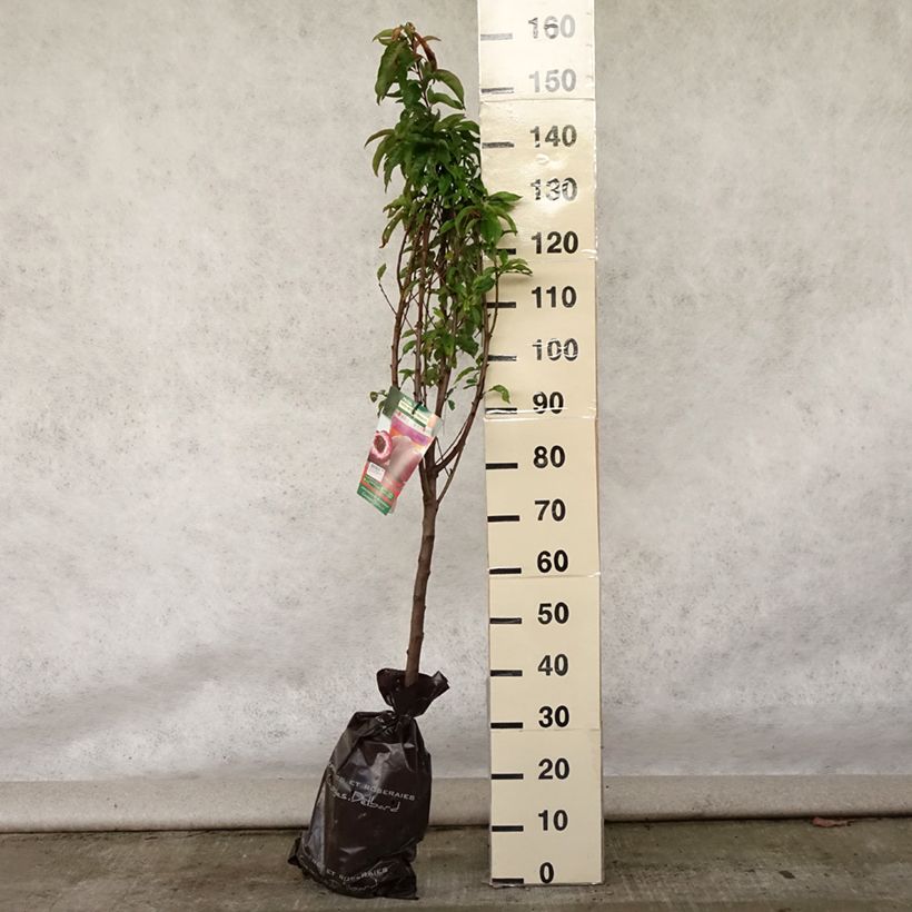 Exemplar von Pfirsich Vigne Sanguine - Prunus persica Plug "Fertig-zum-Pflanzen", Gobelet-Form wie im Sommer geliefert
