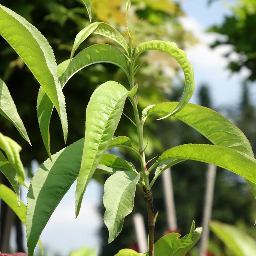 Pfirsich Dixired - Prunus persica (Laub)