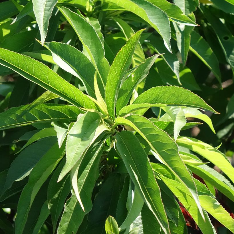 Pfirsich Bonanza - Prunus persica (Laub)