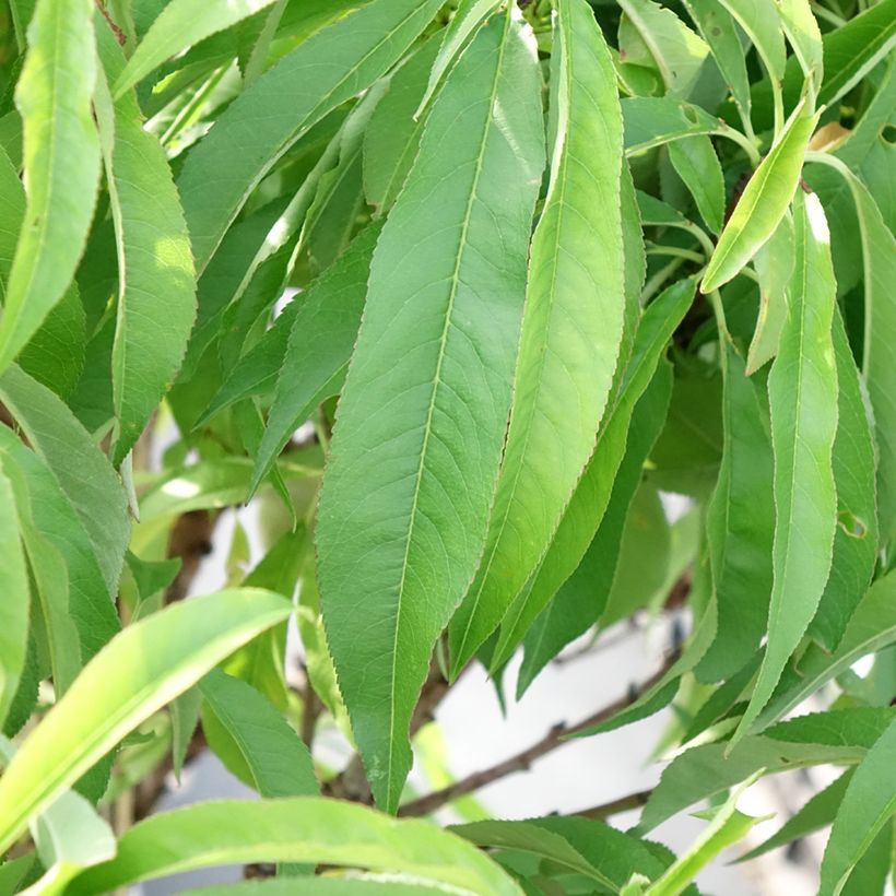 Zwerg-Pfirsich Diamond Zaipevi - Prunus persica (Laub)