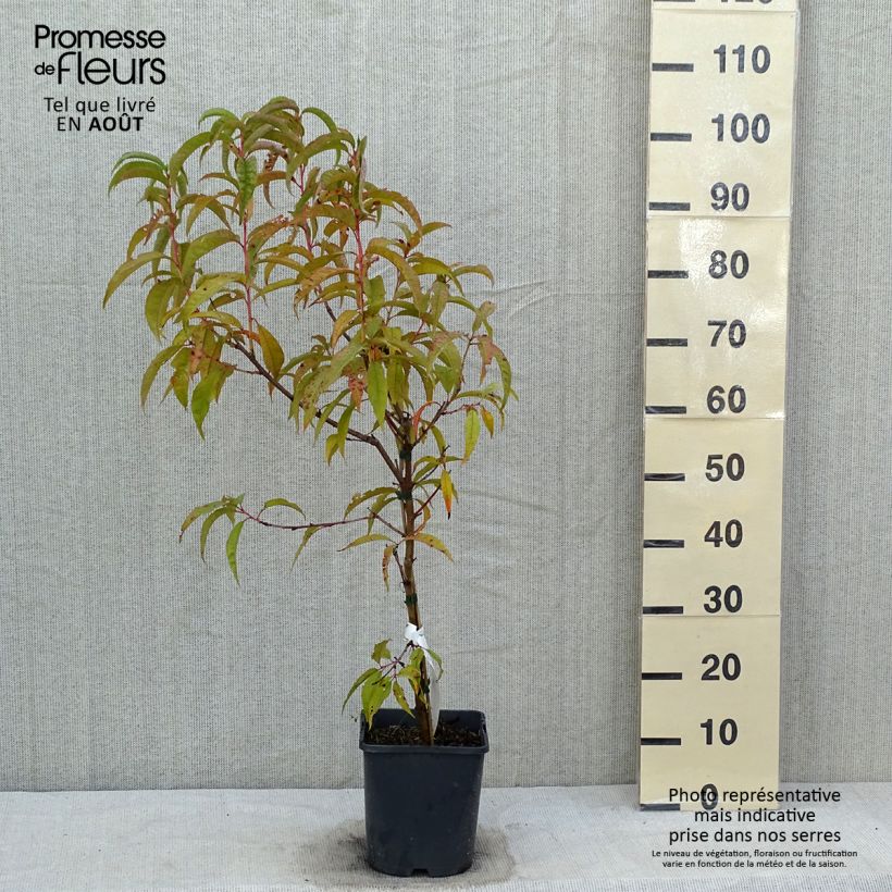 Exemplar von Zwerg-Pfirsich Fruit Me Peach Me Red - Prunus persica Topf mit 4L/5L, Zwergform wie im Sommer geliefert