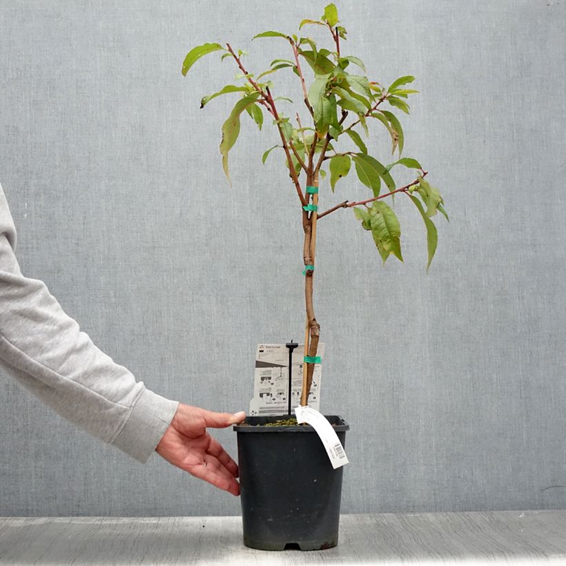 Exemplar von Zwerg-Nektarine Fruit Me Necta Me - Prunus persica Topf mit 4L/5L, Zwergform wie im Sommer geliefert