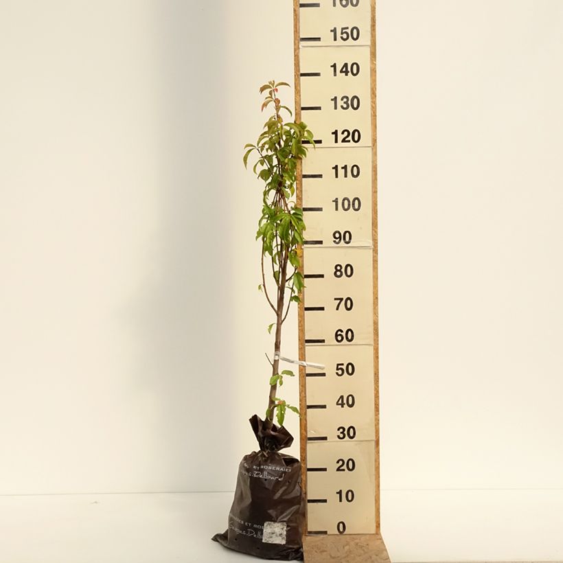 Exemplar von Pfirsich Orlandine 'Ferradin' - Prunus persica Plug "Fertig-zum-Pflanzen", Gobelet-Form wie im Sommer geliefert