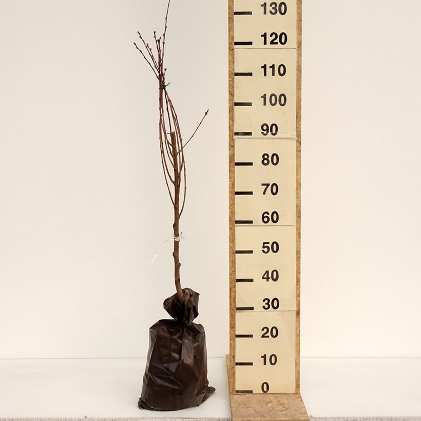 Exemplar von Pfirsich Orlandine 'Ferradin' - Prunus persica Plug "Fertig-zum-Pflanzen", Gobelet-FormGelieferte Höhe ca. 110/+cm wie im Frühjahr geliefert