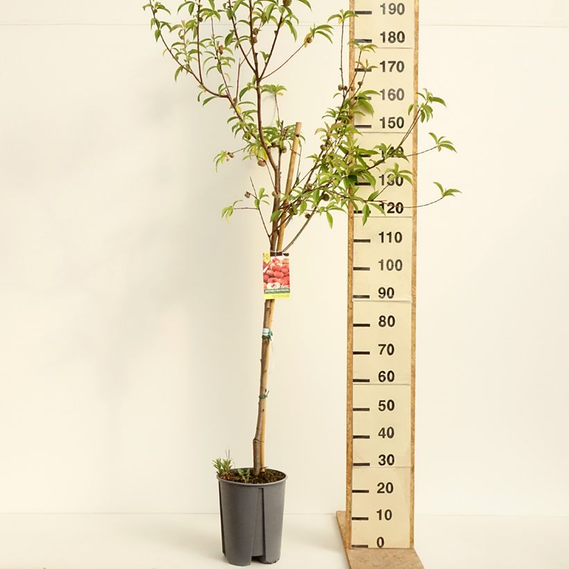 Exemplar von Pfirsich Platicarpa bianca - Prunus persica  Topf mit 7,5L/10L, Halbstamm wie im Frühjahr geliefert