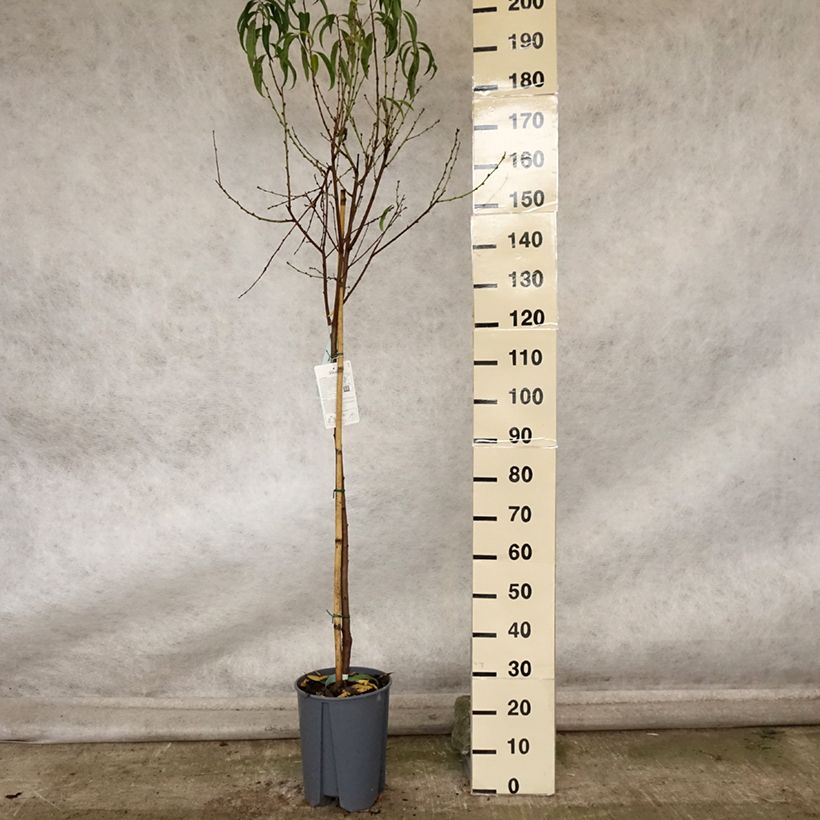 Exemplar von Pfirsich Platicarpa bianca - Prunus persica  Topf mit 7,5L/10L, Halbstamm wie im Herbst geliefert