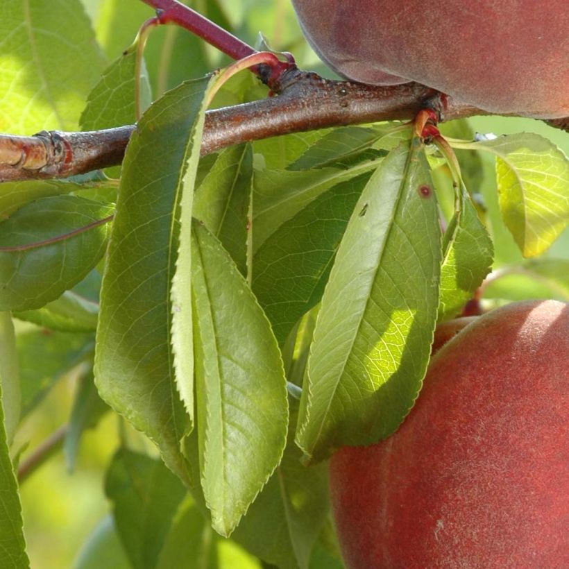 Pfirsich Lacrima - Prunus persica (Laub)