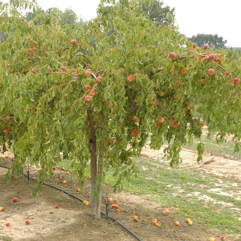 Pfirsich Lacrima - Prunus persica (Hafen)