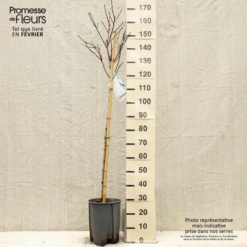 Exemplar von Pfirsich Redwing - Prunus persica Topf mit 7,5L/10L, Halbstamm wie im Winter geliefert