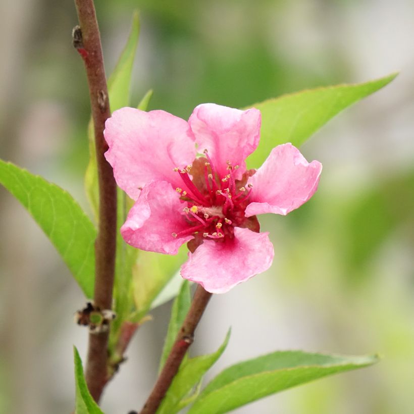 Pfirsich Redwing - Prunus persica (Blüte)