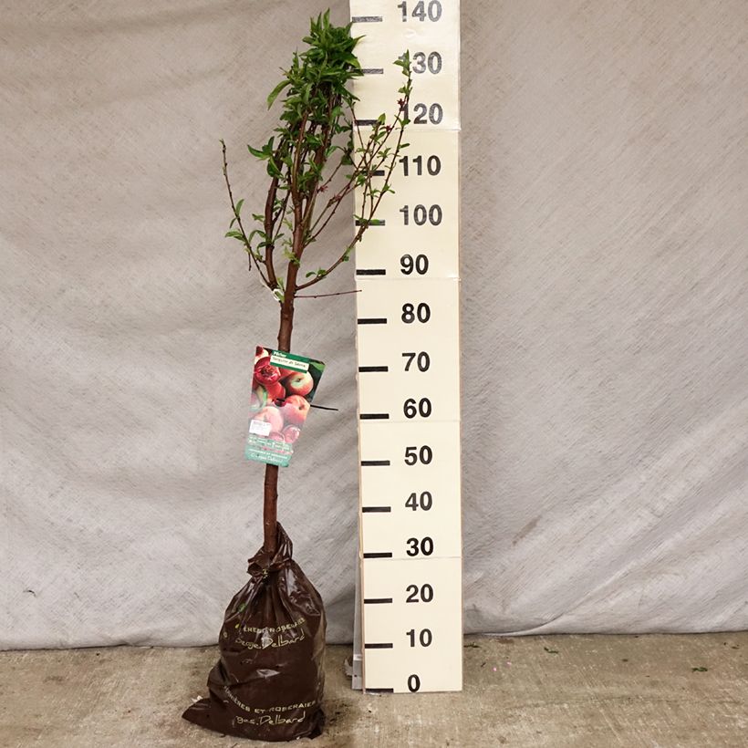 Exemplar von Pfirsich Sanguine de Savoie - Prunus persica Plug "Fertig-zum-Pflanzen", Gobelet-Form wie im Frühjahr geliefert