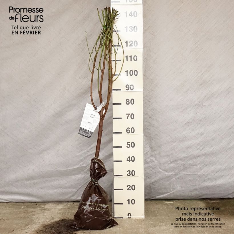 Exemplar von Pfirsich Saturne bailou - Prunus persica Plug "Fertig-zum-Pflanzen", Gobelet-Form wie im Winter geliefert