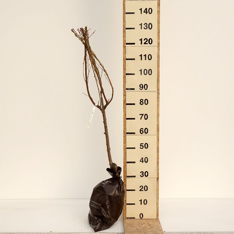 Exemplar von Pfirsich Saturne bailou - Prunus persica Plug "Fertig-zum-Pflanzen", Gobelet-FormGelieferte Höhe ca. 110/+cm wie im Frühjahr geliefert