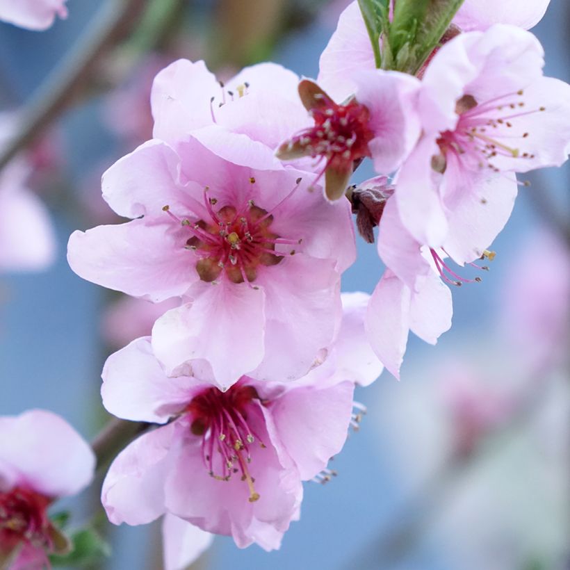 Pfirsich Suncrest - Prunus persica (Blüte)