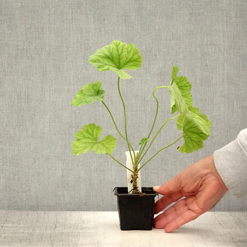 Exemplar von Pelargonium album Kleine Töpfe von 8/9 cm wie im Sommer geliefert