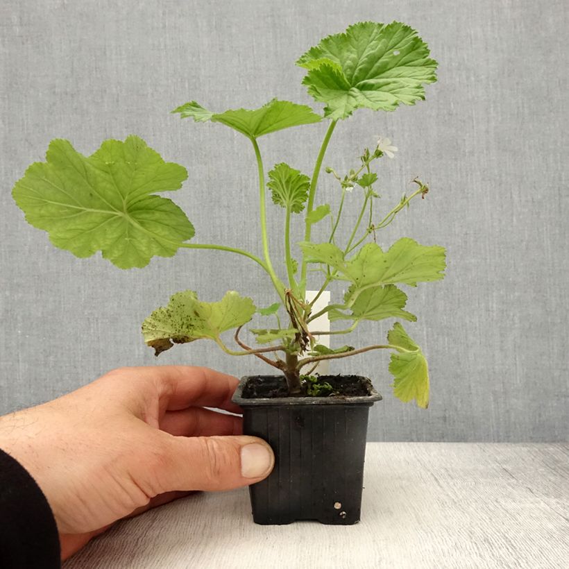 Exemplar von Pelargonium album - Géranium botanique parfumé - Godet de 8/9 cm wie im Frühjahr geliefert