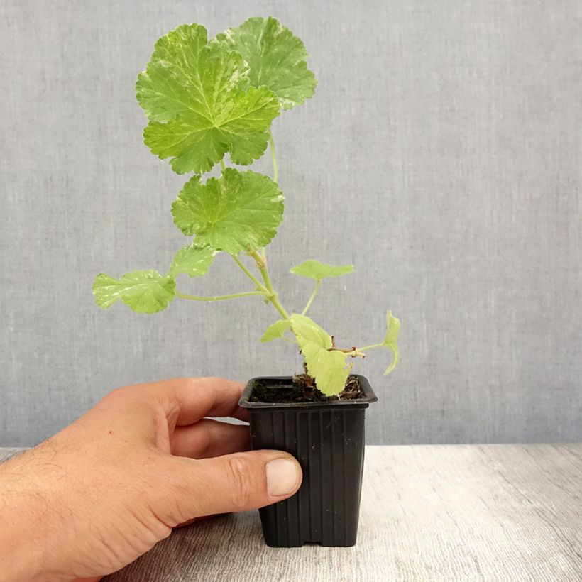 Exemplar von Duftende Pelargonie Atomic Snowflake - Pelargonium Kleine Töpfe von 7/8 cm wie im Sommer geliefert