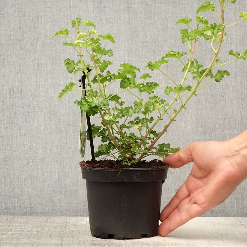 Exemplar von Duftende Pelargonie Peach Cream - Pelargonium crispum Topf mit 1,5L/2L wie im Sommer geliefert