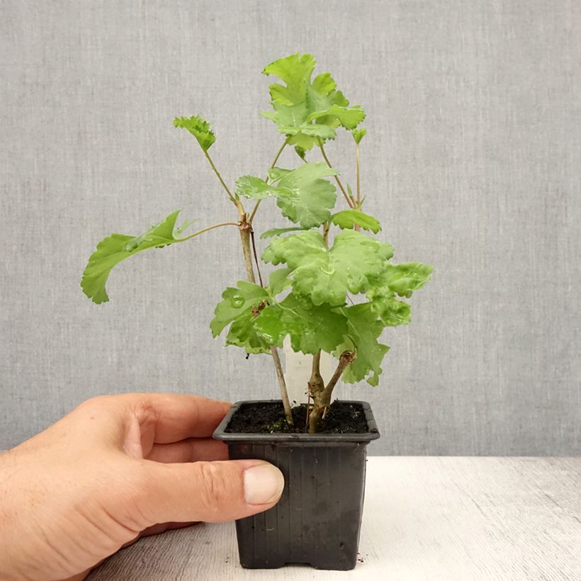 Exemplar von Pelargonium gibbosum Kleine Töpfe von 7/8 cm wie im Sommer geliefert