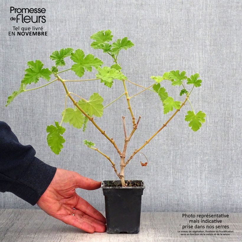 Exemplar von Englische Geranie Attar of Roses - Pelargonium Kleine Töpfe von 7/8 cm wie im Herbst geliefert