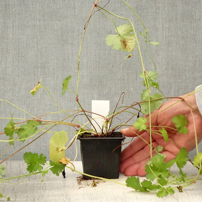 Exemplar von Geranie - Pelargonium grossularioides Kleine Töpfe von 8/9 cm wie im Sommer geliefert