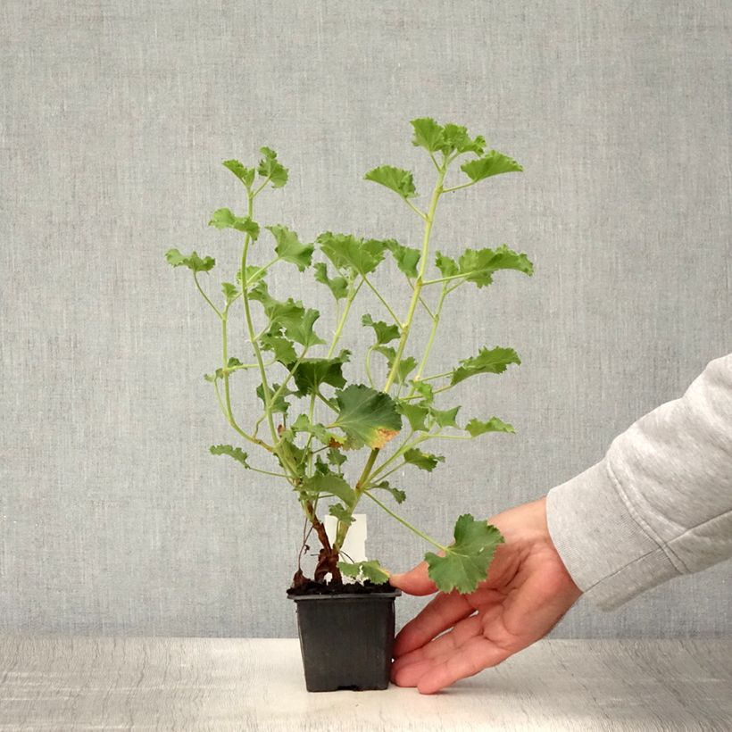 Exemplar von Duftende Pelargonie Cola Bottles - Pelargonium Kleine Töpfe von 8/9 cm wie im Sommer geliefert