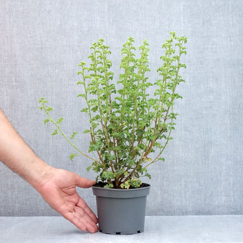 Exemplar von Duftende Pelargonie Minor - Pelargonium crispum Topf mit 1,5L/2L wie im Sommer geliefert