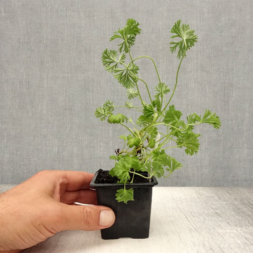 Exemplar von Duftende Pelargonie Deerwood Lavender - Pelargonium Kleine Töpfe von 8/9 cm wie im Sommer geliefert