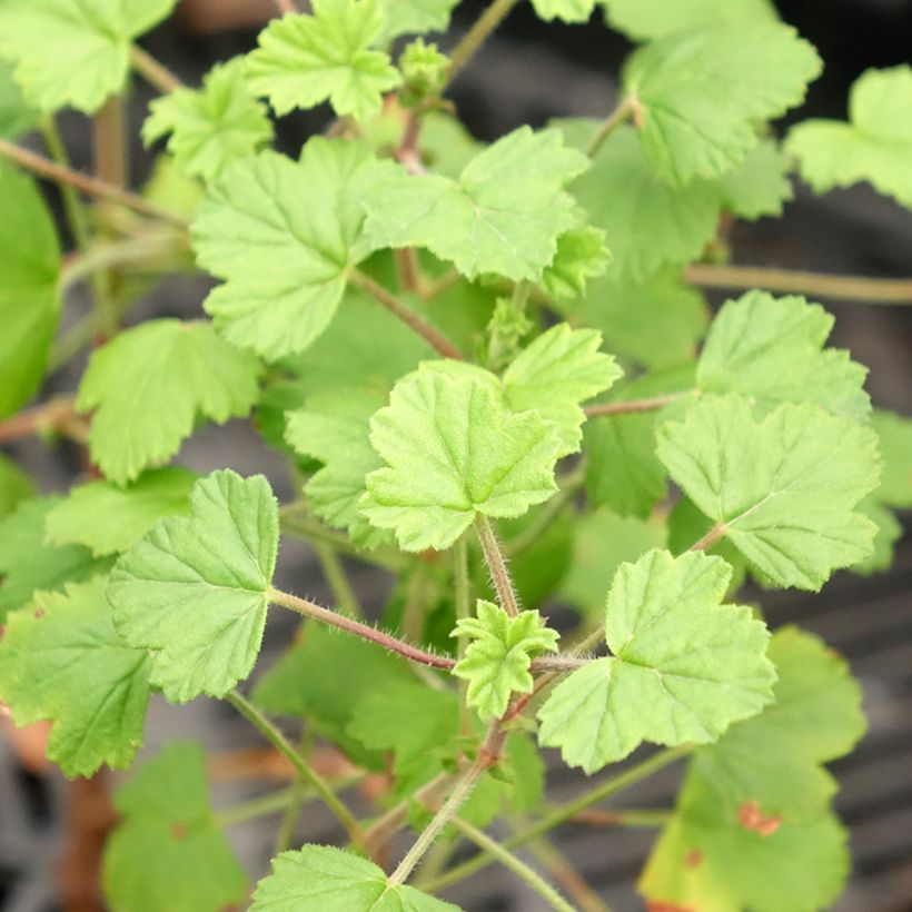 Duftende Pelargonie Pink Capricorn - Pelargonium capitatum (Laub)