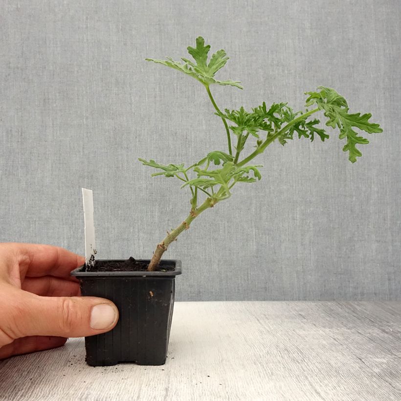 Exemplar von Duftende Pelargonie White Graveolens - Pelargonium graveolens Kleine Töpfe von 8/9 cm wie im Frühjahr geliefert