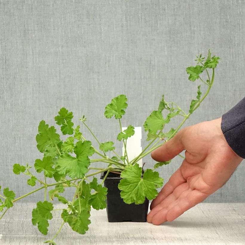 Exemplar von Pelargonium odoratissimum - Géranium botanique parfum pomme - Godet de 8/9 cm wie im Frühjahr geliefert