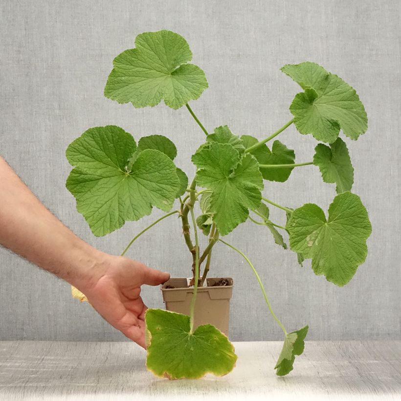 Exemplar von Pelargonium papilionaceum Topf mit 1L/1,5L wie im Sommer geliefert