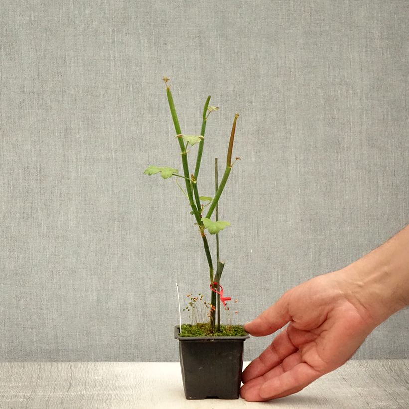 Exemplar von Pelargonium tetragonum Kleine Töpfe von 8/9 cm wie im Sommer geliefert