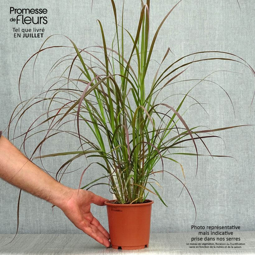 Exemplar von Federborstengras Rubrum - Pennisetum advena Topf mit 1L/1,5L wie im Sommer geliefert