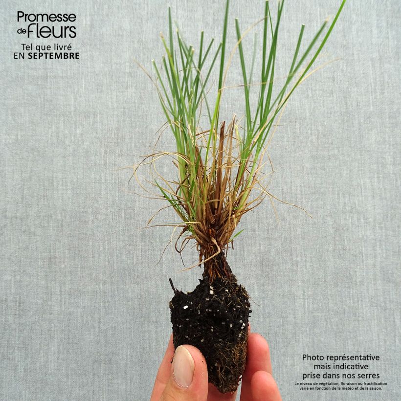 Exemplar von Zwerg-Federborstengras Little Bunny - Pennisetum alopecuroïdes Mini-Plug Ø 3/4 cm wie im Herbst geliefert