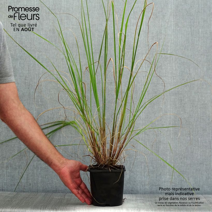 Exemplar von Lampenputzergras Black Beauty - Pennisetum alopecuroïdes Topf mit 2L/3L wie im Sommer geliefert