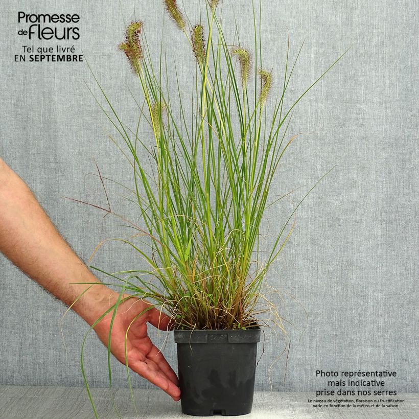 Exemplar von Lampenputzergras Gelbstiel - Pennisetum alopecuroïdes Topf mit 2L/3L wie im Sommer geliefert