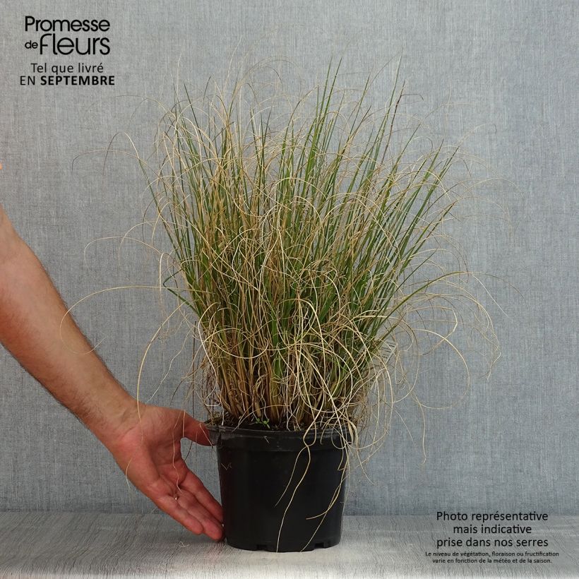 Exemplar von Lampenputzergras Hameln - Pennisetum alopecuroïdes Topf mit 3L/4L wie im Sommer geliefert