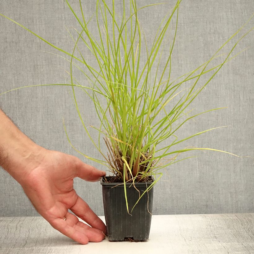 Exemplar von Lampenputzergras Hameln Gold - Pennisetum alopecuroïdes Kleine Töpfe von 8/9 cm wie im Sommer geliefert