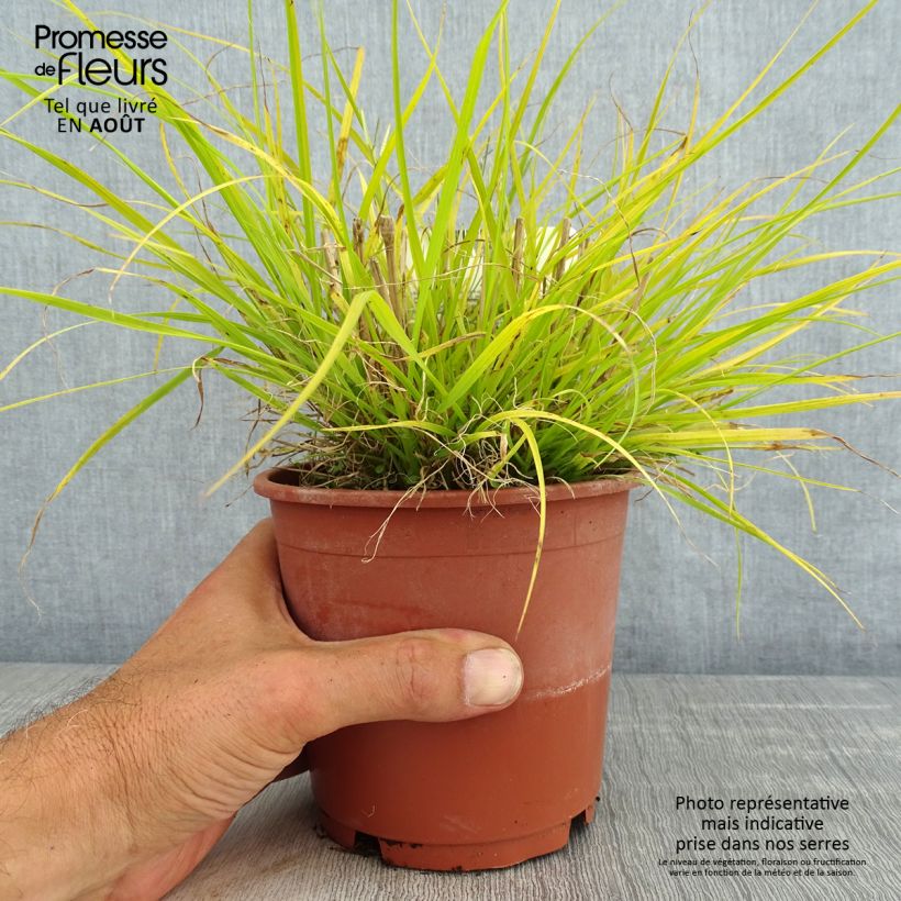 Exemplar von Lampenputzergras Hameln Gold - Pennisetum alopecuroïdes Topf mit 1L/1,5L wie im Sommer geliefert