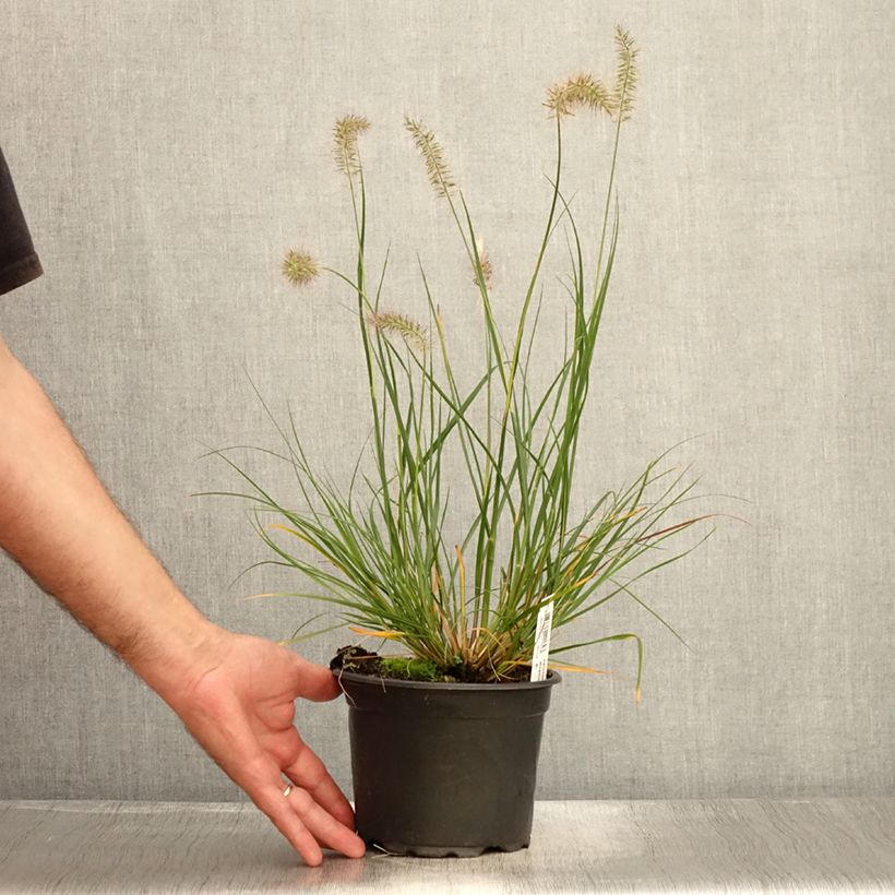 Exemplar von Lampenputzergras Hameln - Pennisetum alopecuroïdes Topf mit 2L/3L wie im Sommer geliefert