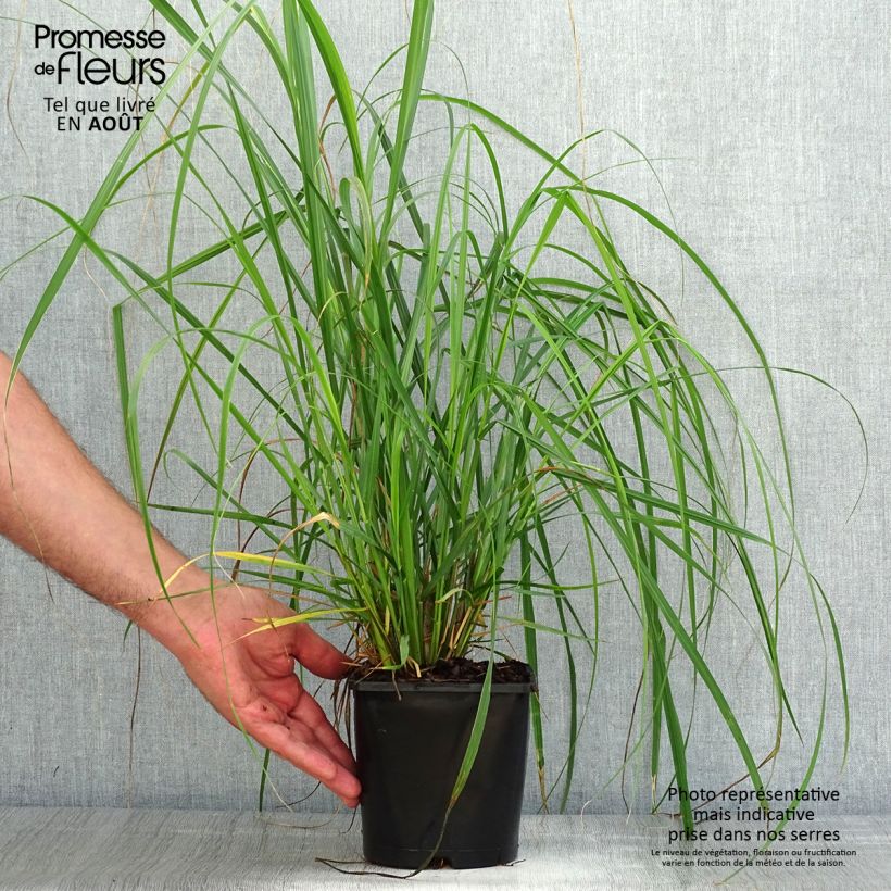 Exemplar von Lampenputzergras Japonicum - Pennisetum alopecuroïdes Topf mit 2L/3L wie im Sommer geliefert
