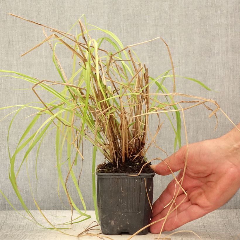 Exemplar von Lampenputzergras Lepage Gold - Pennisetum alopecuroïdes Kleine Töpfe von 8/9 cm wie im Sommer geliefert