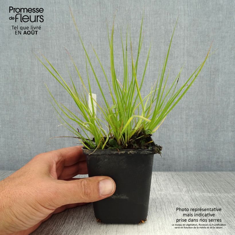 Exemplar von Lampenputzergras Lumen Gold - Pennisetum alopecuroides Kleine Töpfe von 8/9 cm wie im Sommer geliefert
