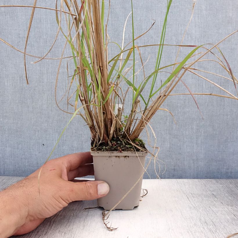 Exemplar von Lampenputzergras National Arboretum - Pennisetum alopecuroïdes Kleine Töpfe von 8/9 cm wie im Sommer geliefert